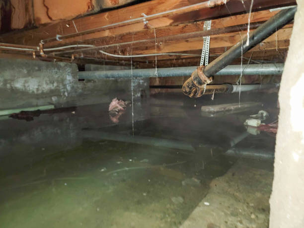 Best 24/7 water damage repair  in Linln Park, CO