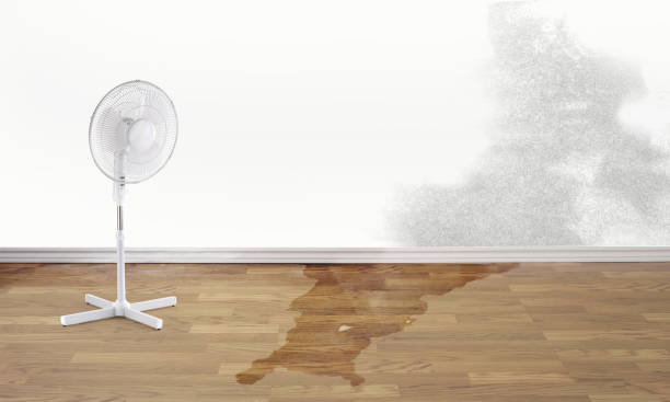 Best Water damage contractors near me  in Linln Park, CO